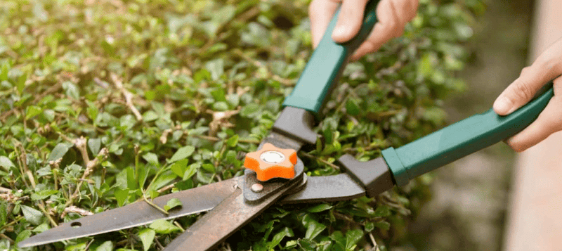 Cómo Elegir las Tijeras de Podar Perfectas para tus Plantas