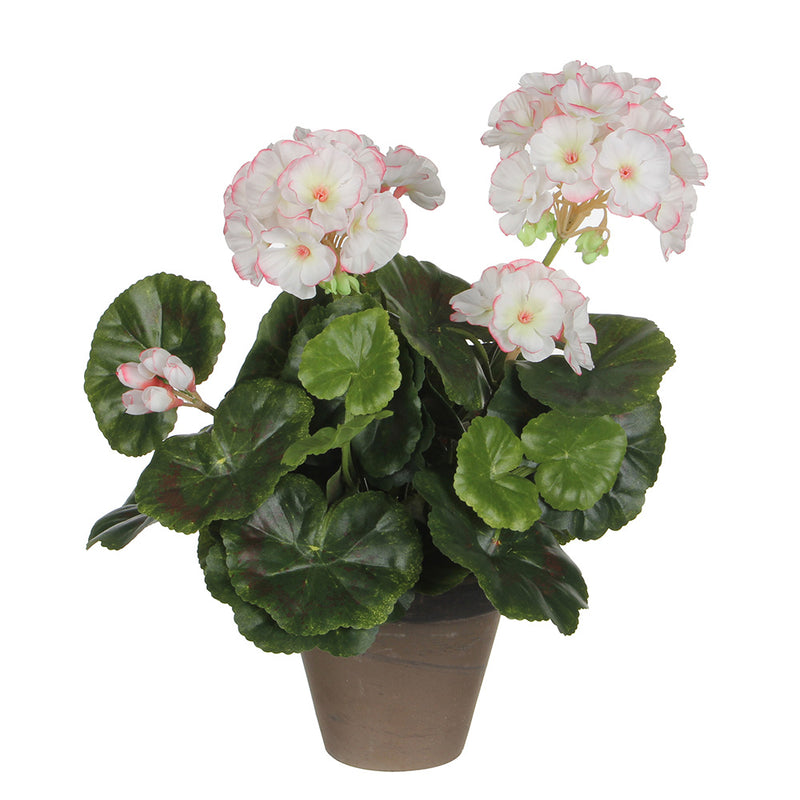 White Geranium Pink PVC With Gray Pot